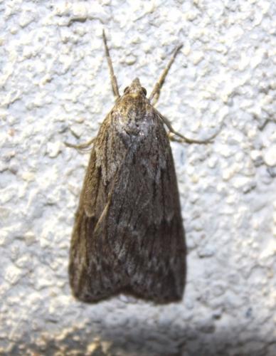 Pachycnemia hippocastanaria